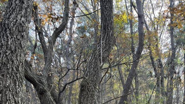 싱붕이 보라색 버섯 라면 끼리 묵었다