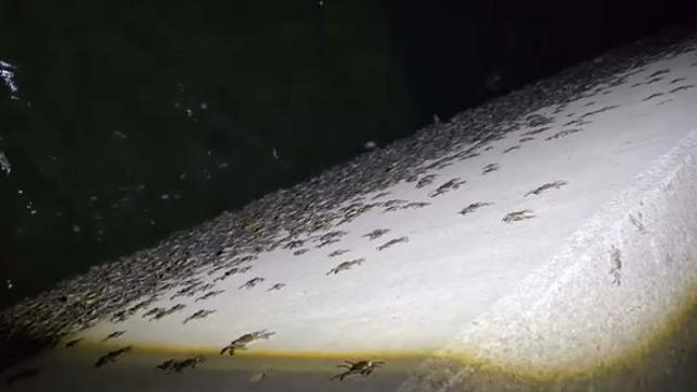 ’1kg에 3만5000원‘ 수만마리가 바글바글... “무서울 정도로 많다”