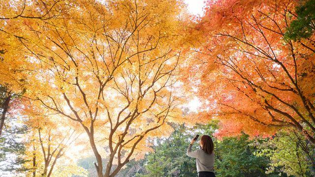 [포토] 가을빛으로 물든 양주시청 단풍길