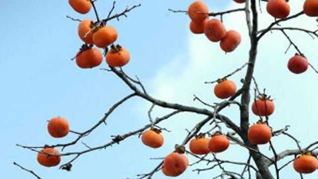 [김시행의 詩·畵·音] 40  이승과 저승을 넘나드는 한(恨)의 사랑