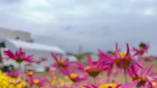 아이폰접사로 찍은 뒤영벌