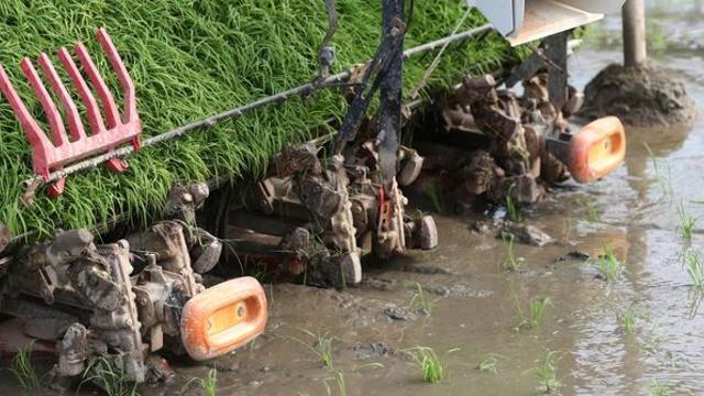 외국서만 가능하던 기술인데…우리나라에서 ‘두 번 자라는 쌀’ 등장