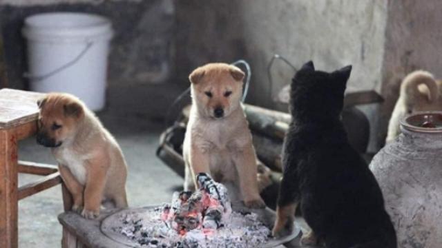 개 추운 날 모인 녀석들.