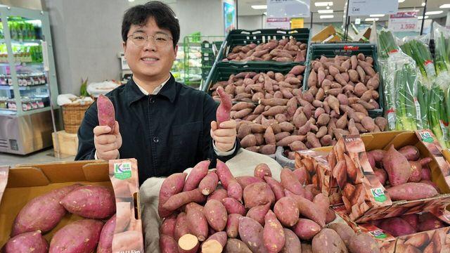 롯데마트, 국산 품종 ‘호풍미 고구마’ 판매