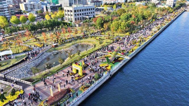 '포근한 날씨, 만개한 국화'…마산국화축제 86만명 방문 '성황'