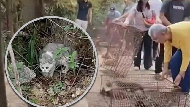 '방생' 이름으로…중국서 고양이 1100마리 저수지 투입 논란