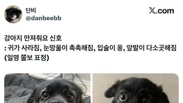 강아지 만져줘요 신호.,,