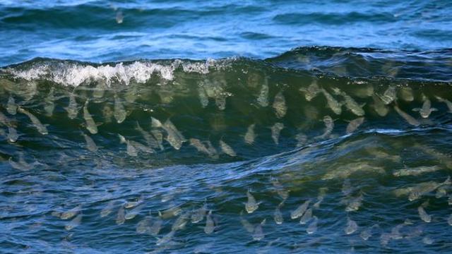 [유형재의 새록새록] 서핑 타듯 파도 즐기는 숭어떼…