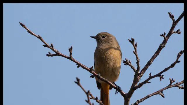 야심한 밤 오목눈이 보고 가라 (비봉습지,a6700)