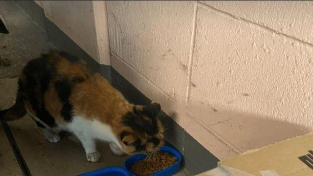 지혜로운 길냥이 맘.