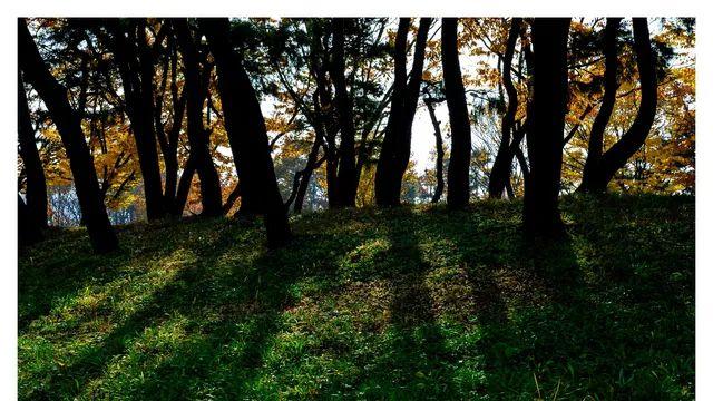 Z50II + Z DX 35mm MC f1.7과 함께하는 인천대공원 탐사