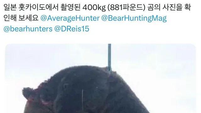 일본 북해도에서 포획된 400kg 불곰,,