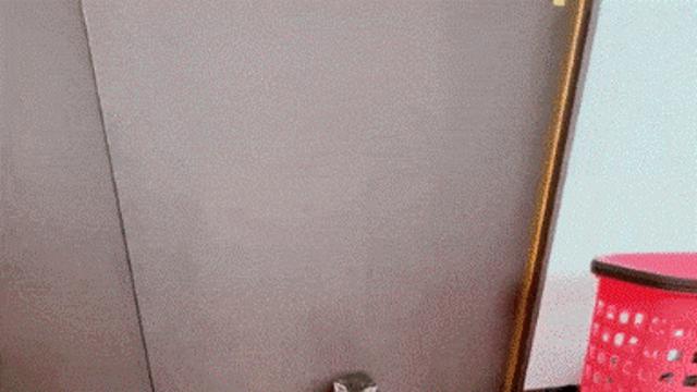 귀여운 아깽이의 리얼 반응.