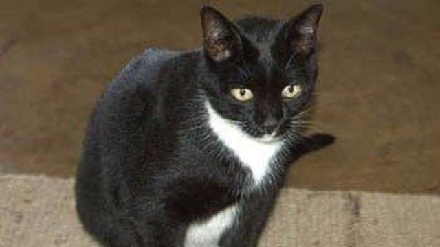 고양이 포스터촌