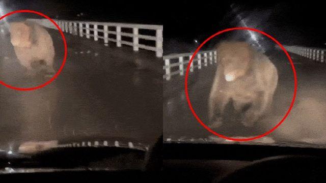 “입 벌린 채 돌진”…차 습격하는 ‘거대 곰’ 포착 (영상)