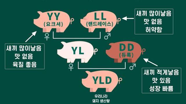 간단히 보는 요즘 삼겹살이 평타이상은 쳐주는 이유