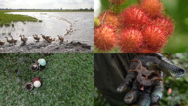 '세계테마기행' 수상한 강, 메콩 1부, 메콩델타 편