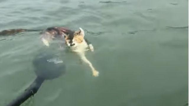 저수지에 고양이 1120마리 방생?