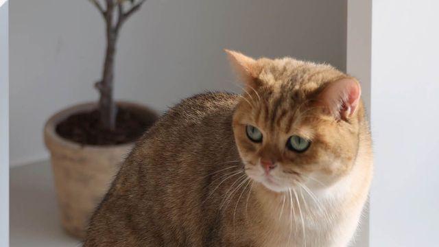 집사야 이 집 사줘! 고양이 주인님을 위한 캣타워 추천 7