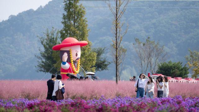 의령 기강나루터 꽃 경관단지 가을 여행명소 제격…29만명 방문