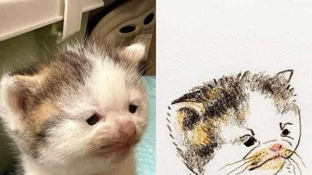 고양이 따라서 그리기