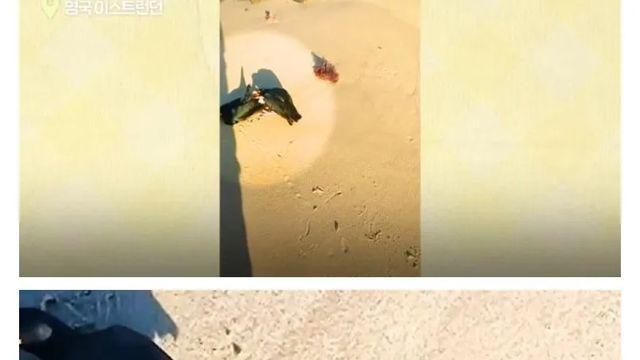 [스압] 남자가 이 새들을 꼭’ 구해줘야 했던 이유.jpg,,