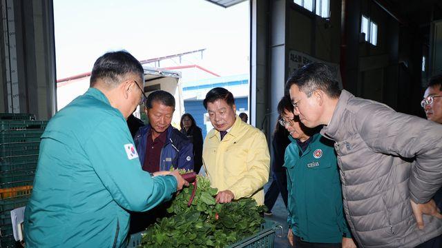 아삭하고 당도높은 경남 고성 시금치…겨울철 농가 소득원 톡톡
