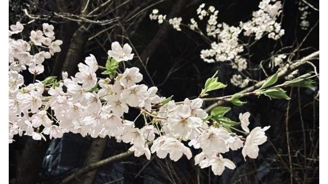 결혼 포기했다는 30대 디시인의 삶