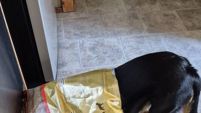 사료가 너무 좋은 개