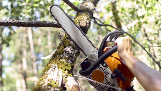 삼척 야산서 벌목 작업하던 50대 나무에 맞아 숨져