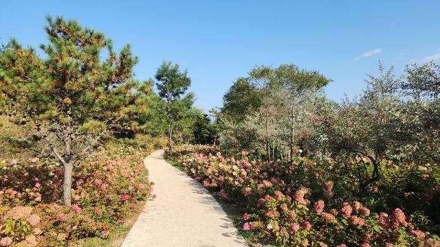 '여름 목수국·가을 억새' 합천 황매산, 계절교차형 관광지 입지