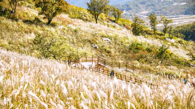 강원도 가볼 만한 곳, 억새 물결과 고즈넉한 정자가 어우러진 가을 풍경