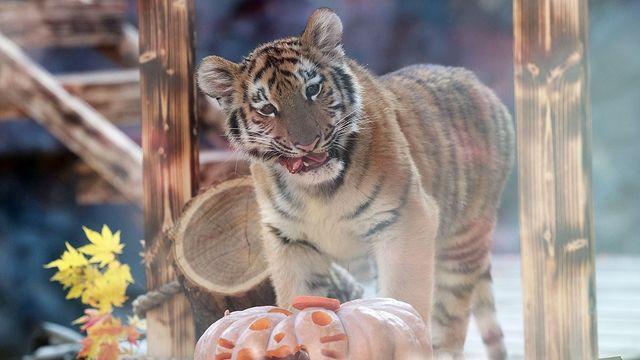 오늘 대중에 첫 공개된 아기호랑이 설호