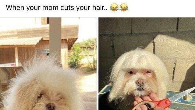 강아지 미용 후 기막힌 싱크로율.