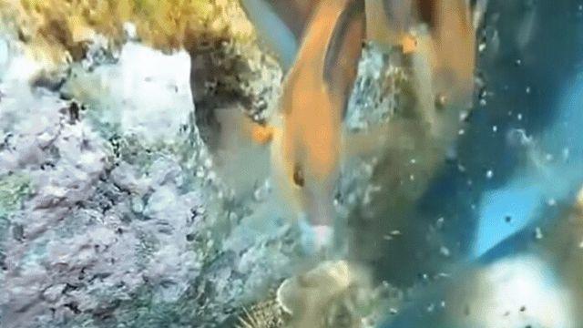 해녀가 성게 잡을때 물고기들한테 성게 까주는 이유