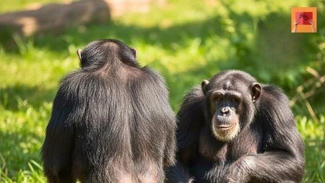 침팬치 근황