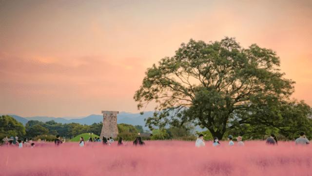 천년의 숨결 따라 걷는 경주 가을 여행, 황금빛 추억이 머무는 길