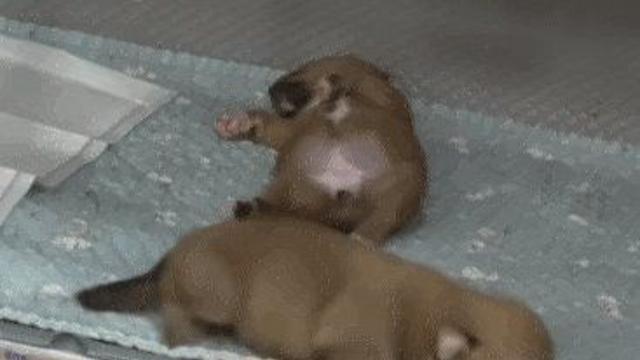 걷는 법을 모르는 댕댕이가 이동하는법