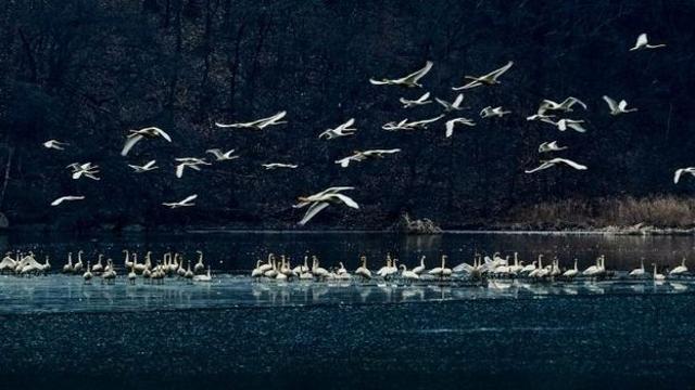 경기 광주 '팔당 물안개공원' 겨울철새 찾아와 장관