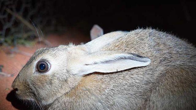 유쾌한 호주 생태계