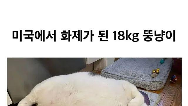 [스압] 미국의 18kg 뚱냥이,,