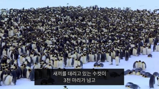 무리 속 새끼를 알아보는 펭귄.