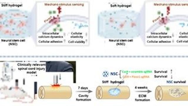 척수손상 부위 신경줄기세포 생존 핵심 원리 규명…세포 자가생존 반응 과정 첫 입증