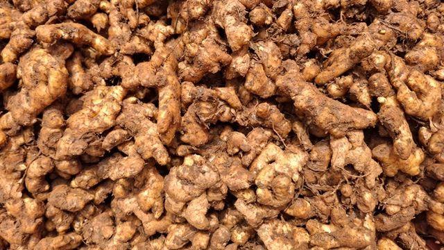 매운맛 부담 없이 즐기는 생강, 건강 효과 놓치지 않는 5가지 방법