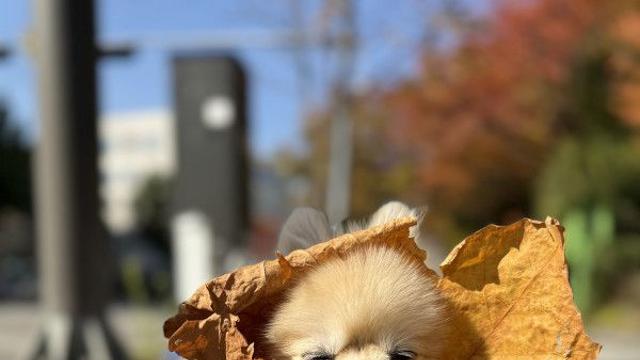 [굿즈이벤트] 블랑이도 신상 낙엽 케이프 마련!!