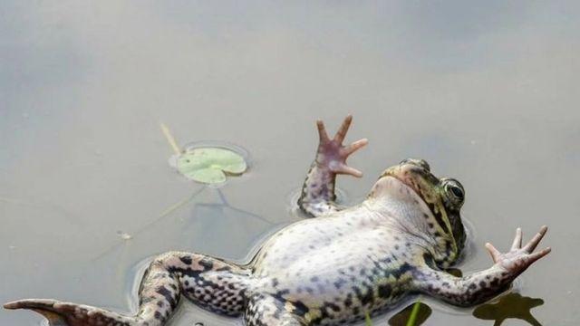 암컷 개구리, 못생긴 수컷 개구리 만나면 ‘죽은 척’ 한다