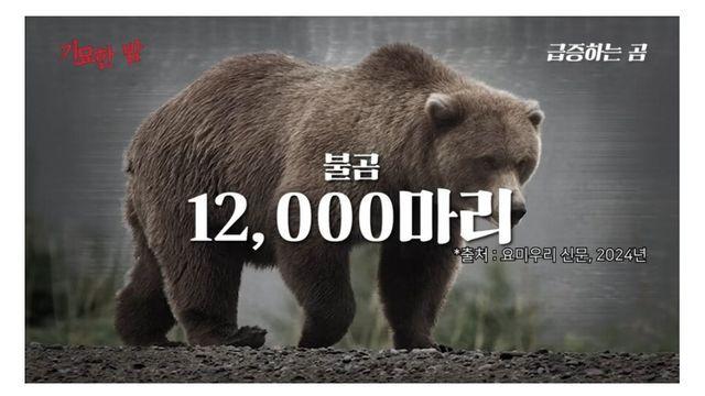 의외로 세계적인 곰 보유 국가라는 일본