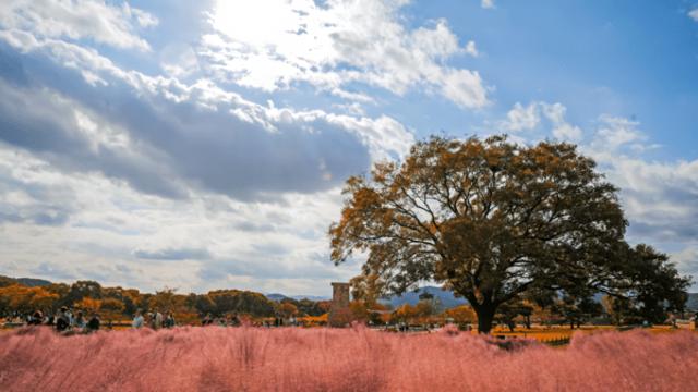 가을에 가볼 만한 곳, 경주 핑크뮬리의 낭만적인 풍경