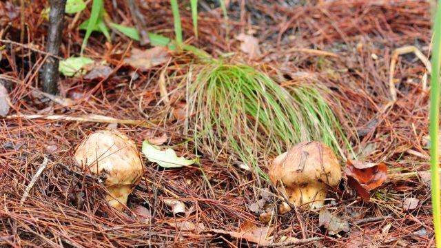 고성 산불피해지서 3년 연속 송이 발생…인공재배 성공