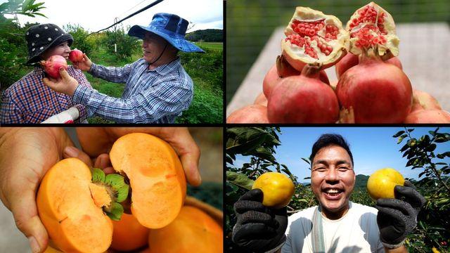 한국기행 가을 1번지 3부 익어가는 색, 레드